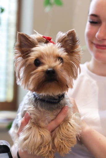 Mārtiņdienas tirdziņš